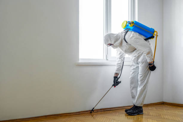 Best Wasp Removal Services  in Hesperia, CA