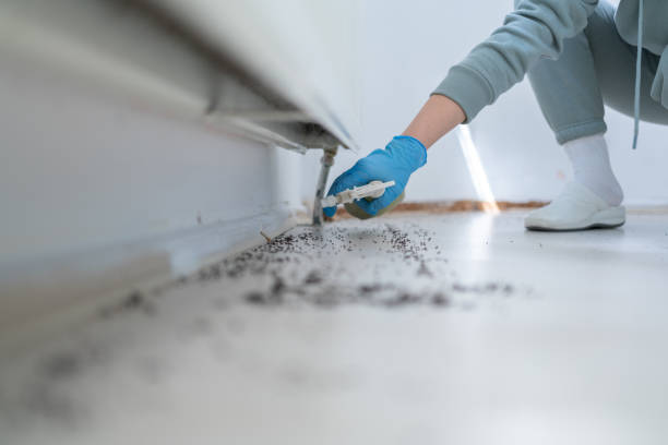 Trusted Hesperia, CA Pest Control Experts